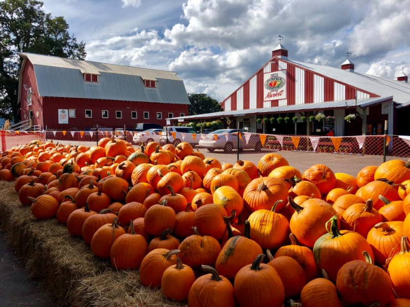 Families enjoying the Sauvie Island Pumpkin Patch for Halloween in Portland 2025