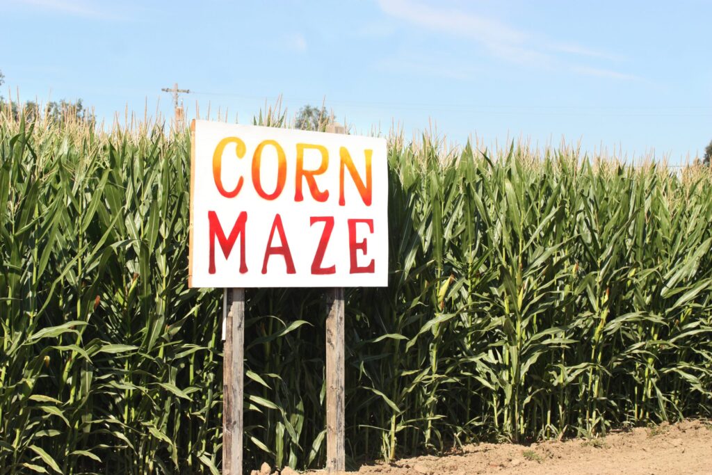 Visitors enjoying corn maze at Topaz Farm near Portland 2025 with kids exploring