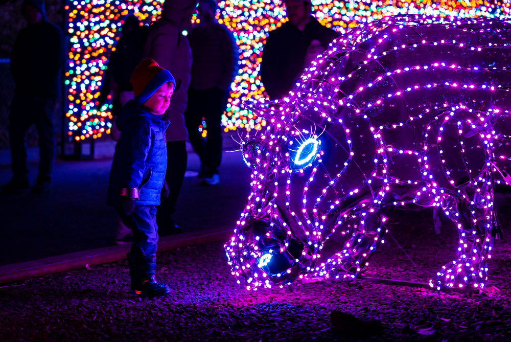 Colorful illuminated animal displays at ZooLights Portland 2025